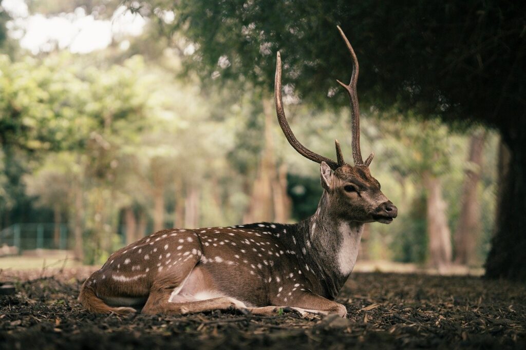 静かな温泉宿で一人宿泊可のおすすめは？
