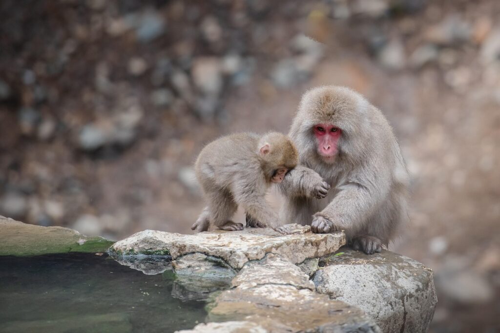 温泉の美肌効果が高い泉質とはどんなものですか？