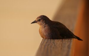 大人女子向けの静かな温泉宿で過ごす贅沢な休日は？