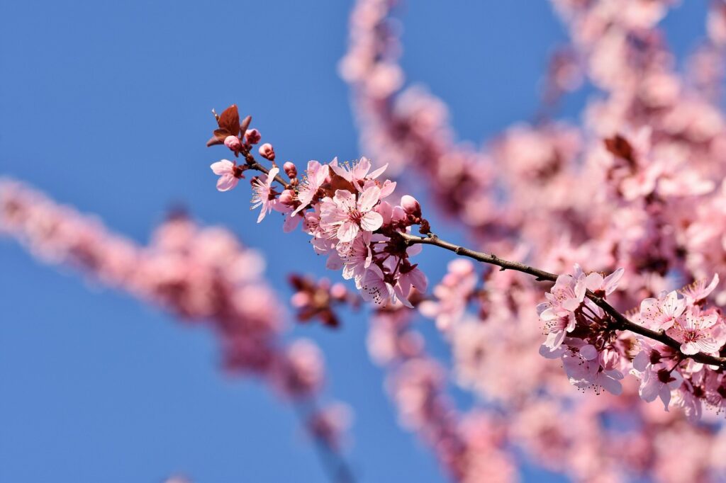 桜が見える一人旅におすすめの温泉宿はどこ？