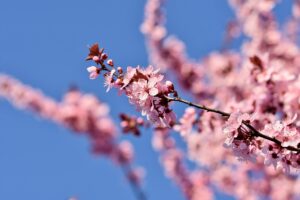 桜が見える一人旅におすすめの温泉宿はどこ？
