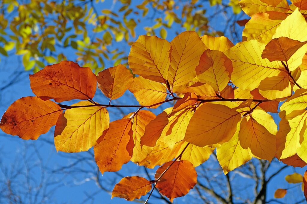 紅葉が見える一人旅にぴったりの温泉宿はどこ？