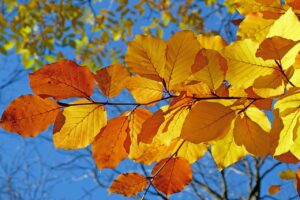 紅葉が見える一人旅にぴったりの温泉宿はどこ？